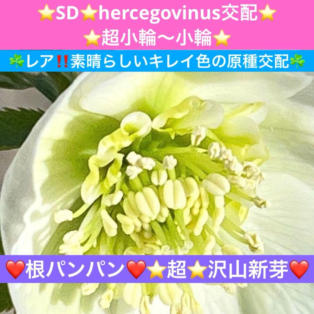ヒ*イ様 ❤️根パンパン❤️⭐️超⭐️沢山新芽❤️3293⭐️SD⭐️herce