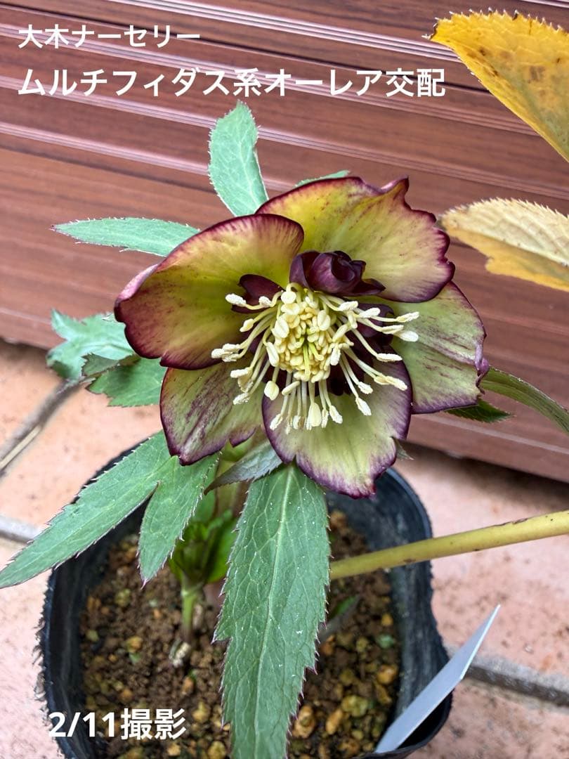 【未株分】大木ナーセリー クリスマスローズ ムルチ系オーレア交配sd