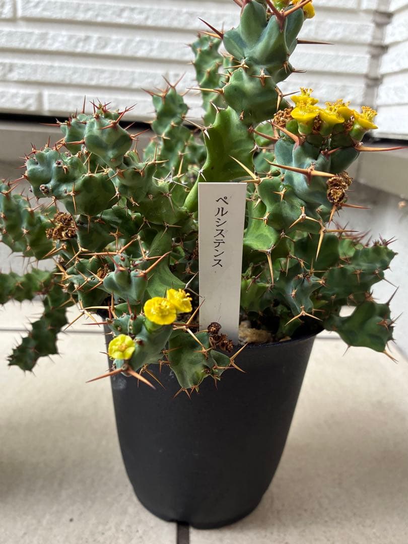 ユーフォルビア　ペルシステンス　　鉢ごと発送