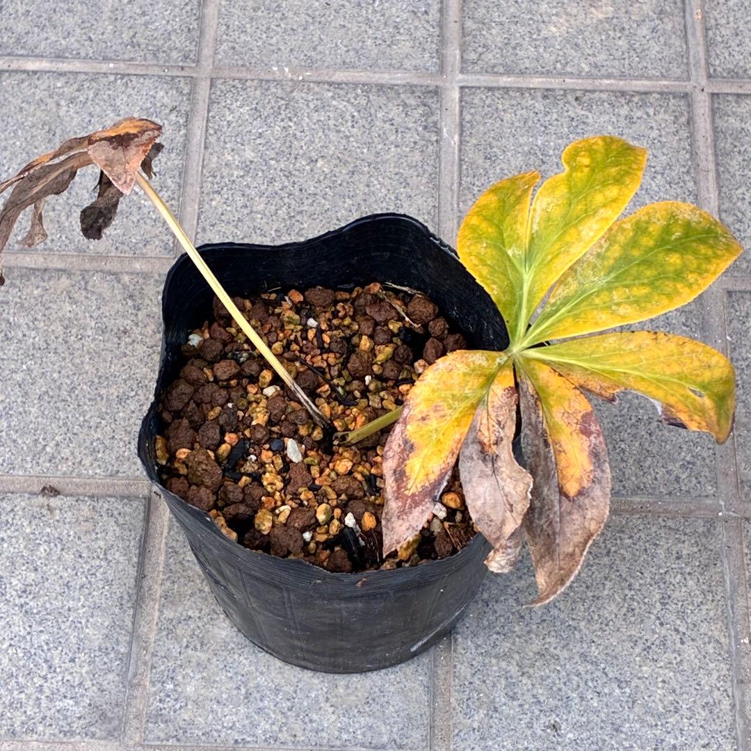 ヒ*ロ様 ☘️ラスト2☘️根充実❤️沢山新芽❤️3229⭐️プリティー⭐️ベイン