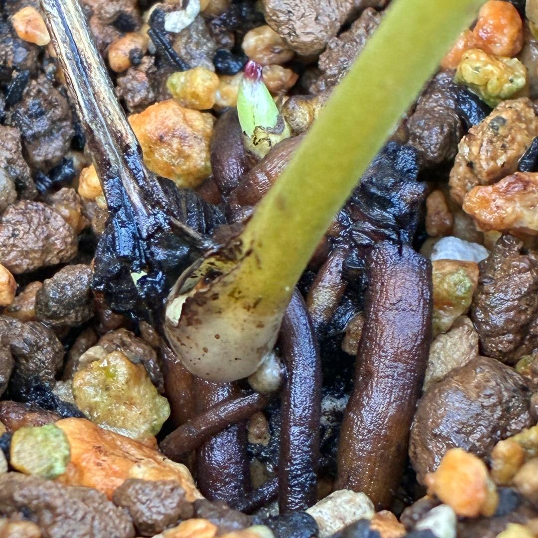 ヒ*ロ様 ☘️ラスト2☘️根充実❤️沢山新芽❤️3229⭐️プリティー⭐️ベイン