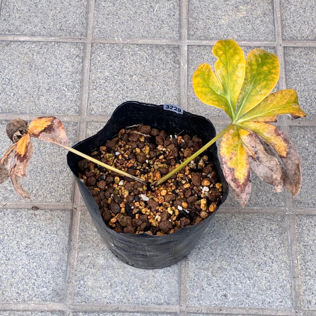 ヒ*ロ様 ☘️ラスト2☘️根充実❤️沢山新芽❤️3229⭐️プリティー⭐️ベイン