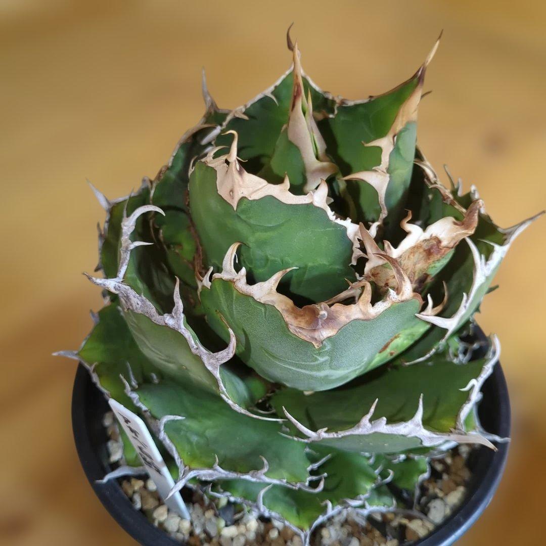 アガベ　白鯨　大株6号鉢