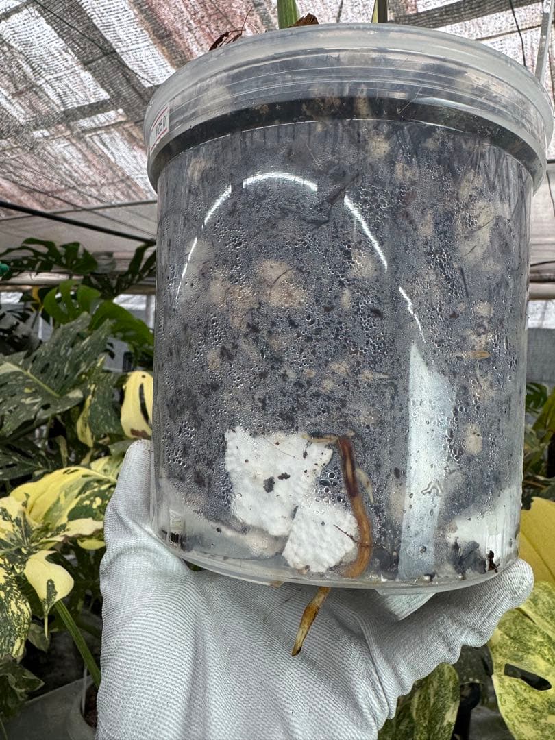 1 モンステラ　デリシオーサ　レガシー　美健康株