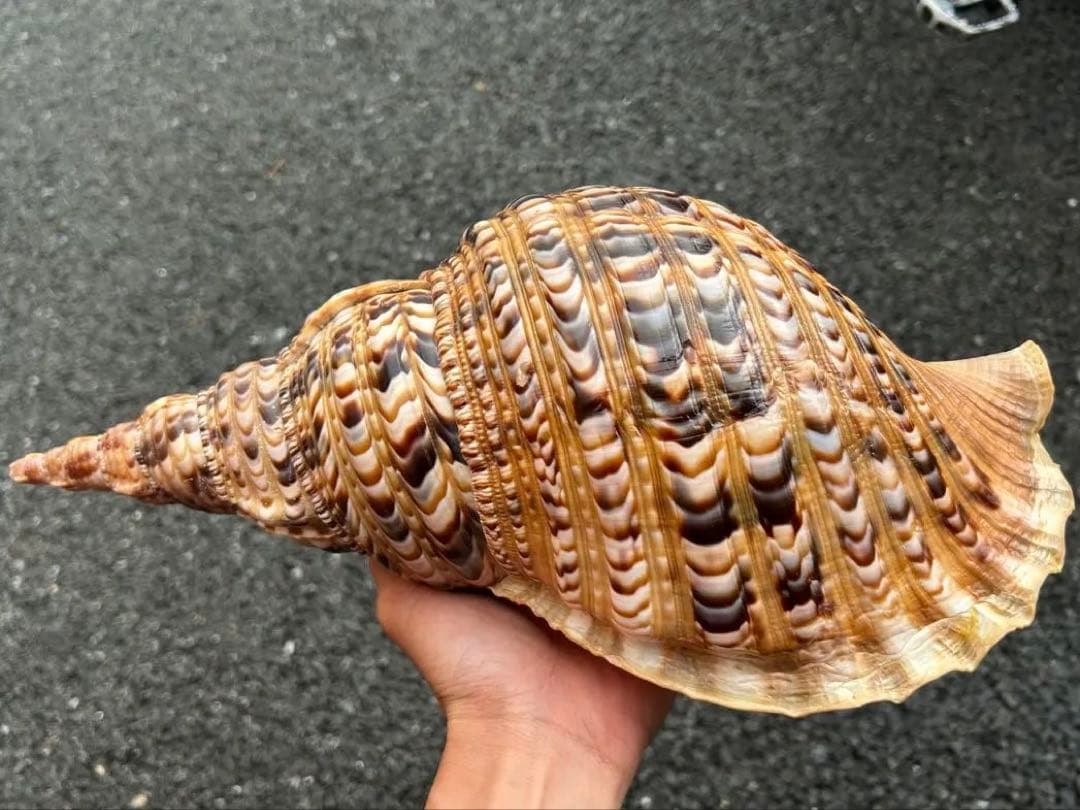 美品　法螺貝　直線36.7cm 蓋付　天然そのまま色