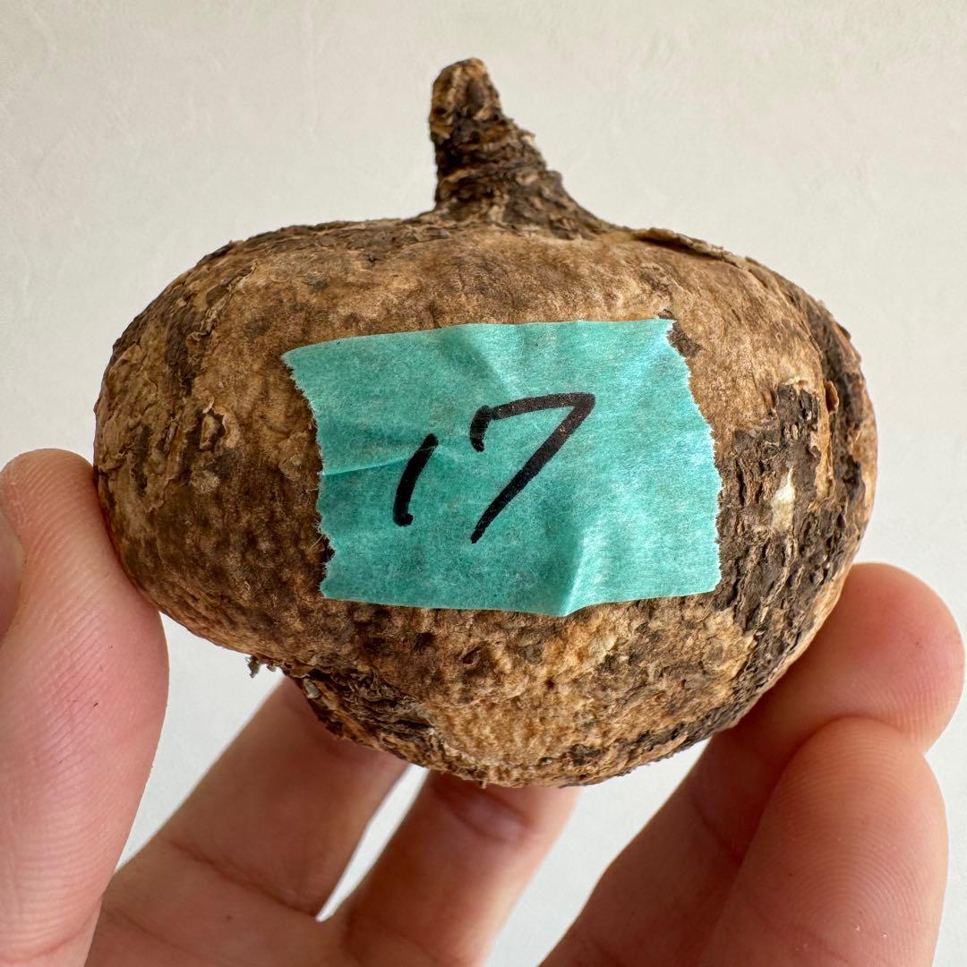 17.アデニア・オバタ 輸入直後新芽ありベアルート株　Adenia Ovata