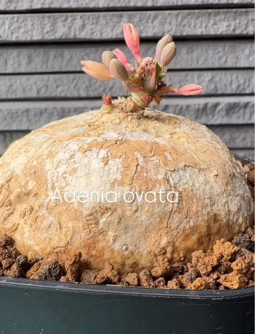 17.アデニア・オバタ 輸入直後新芽ありベアルート株　Adenia Ovata