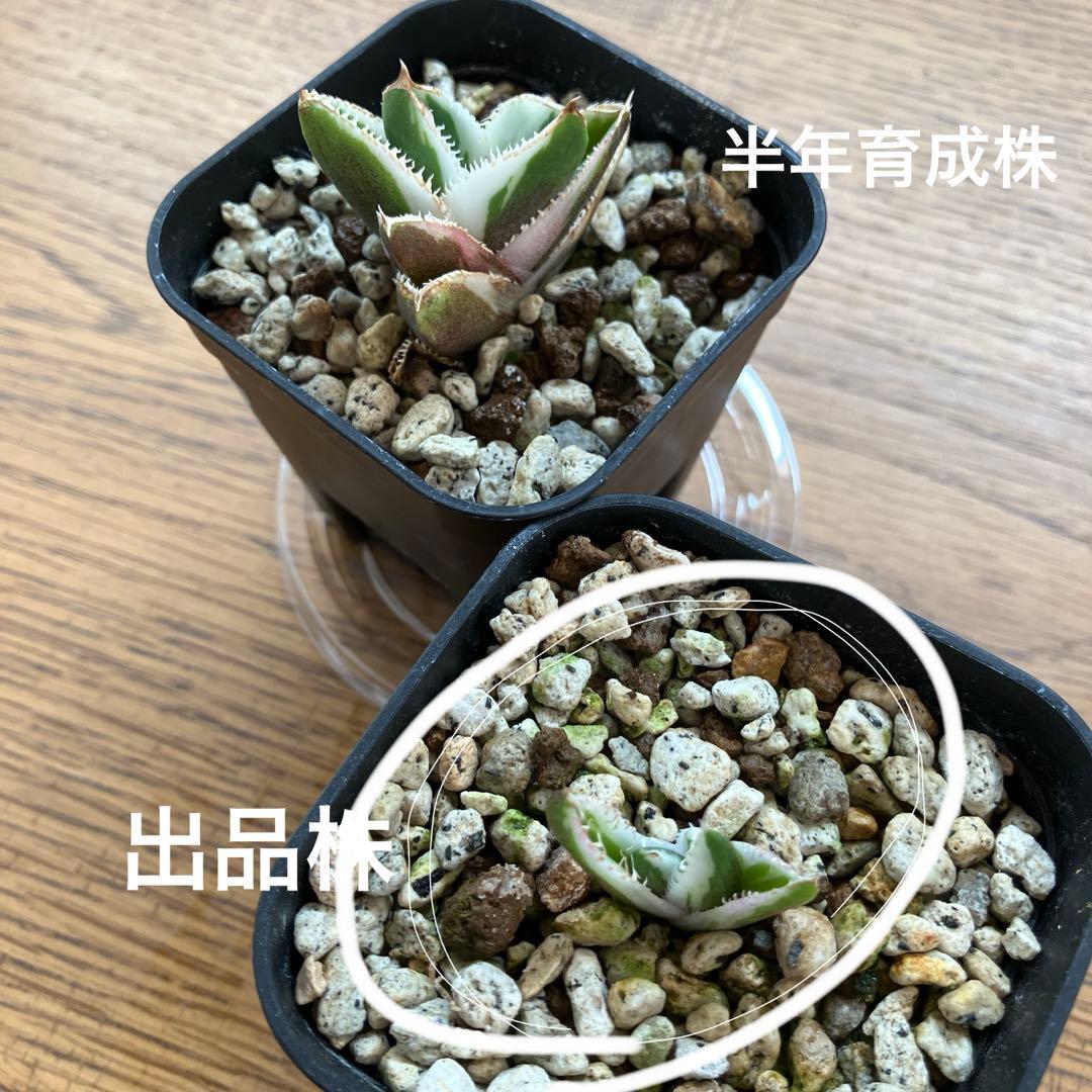 速達【鉢ごと発送】希少　安定株　アガべ　チタノタ　豆豆龍錦　トトロ錦　TC 覆輪