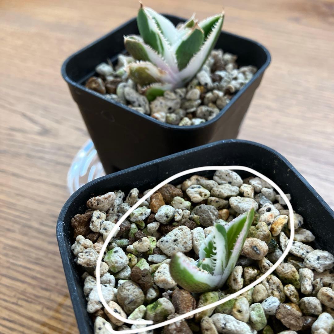 速達【鉢ごと発送】希少　安定株　アガべ　チタノタ　豆豆龍錦　トトロ錦　TC 覆輪