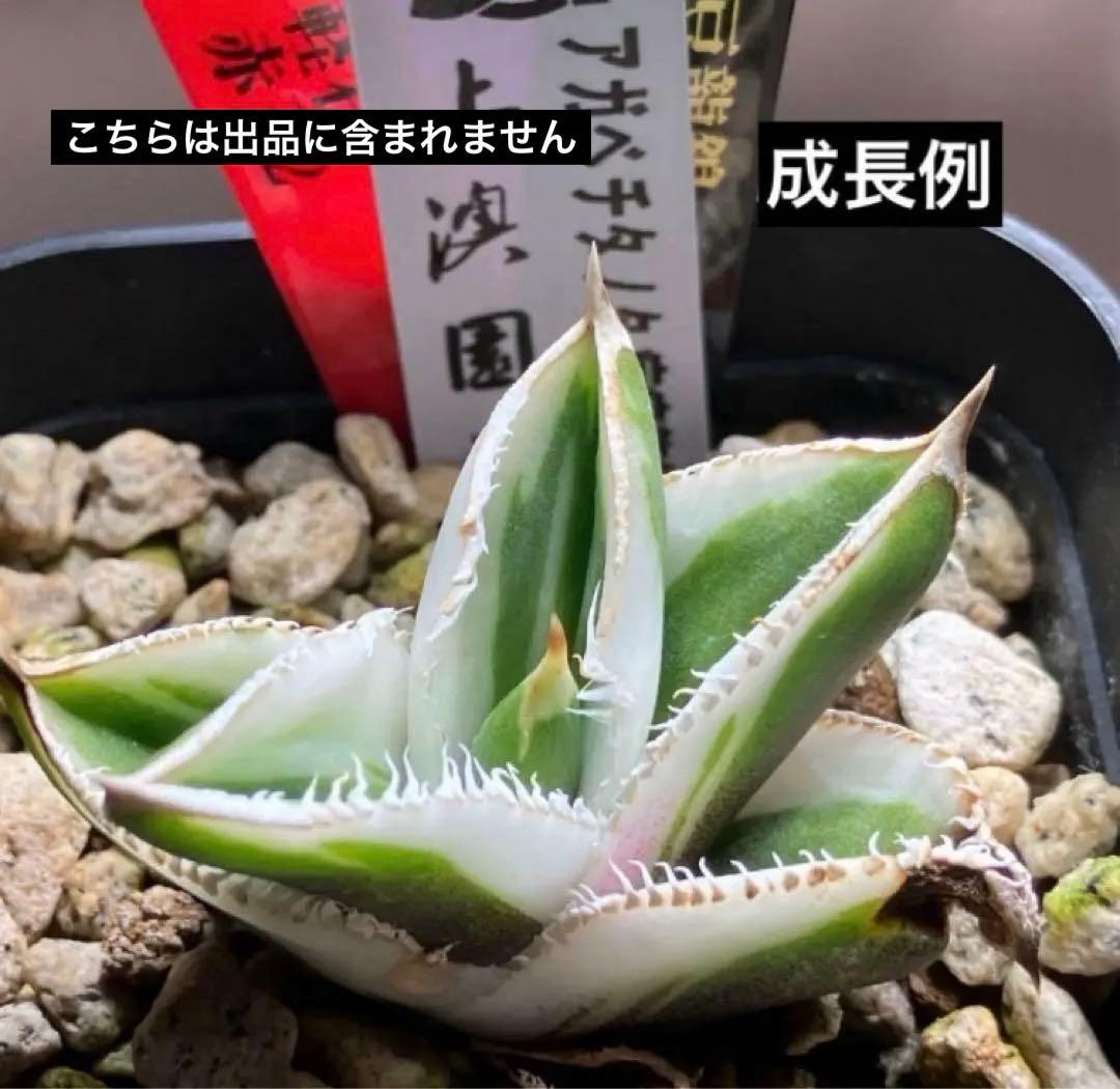 速達【鉢ごと発送】希少　安定株　アガべ　チタノタ　豆豆龍錦　トトロ錦　TC 覆輪