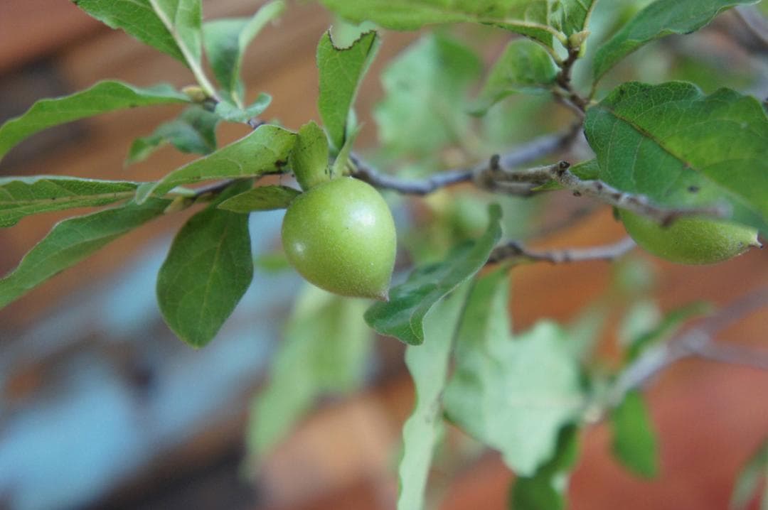 盆栽 『次郎柿』 花 インテリア 実 オブジェ 送料無料 観葉植物 174