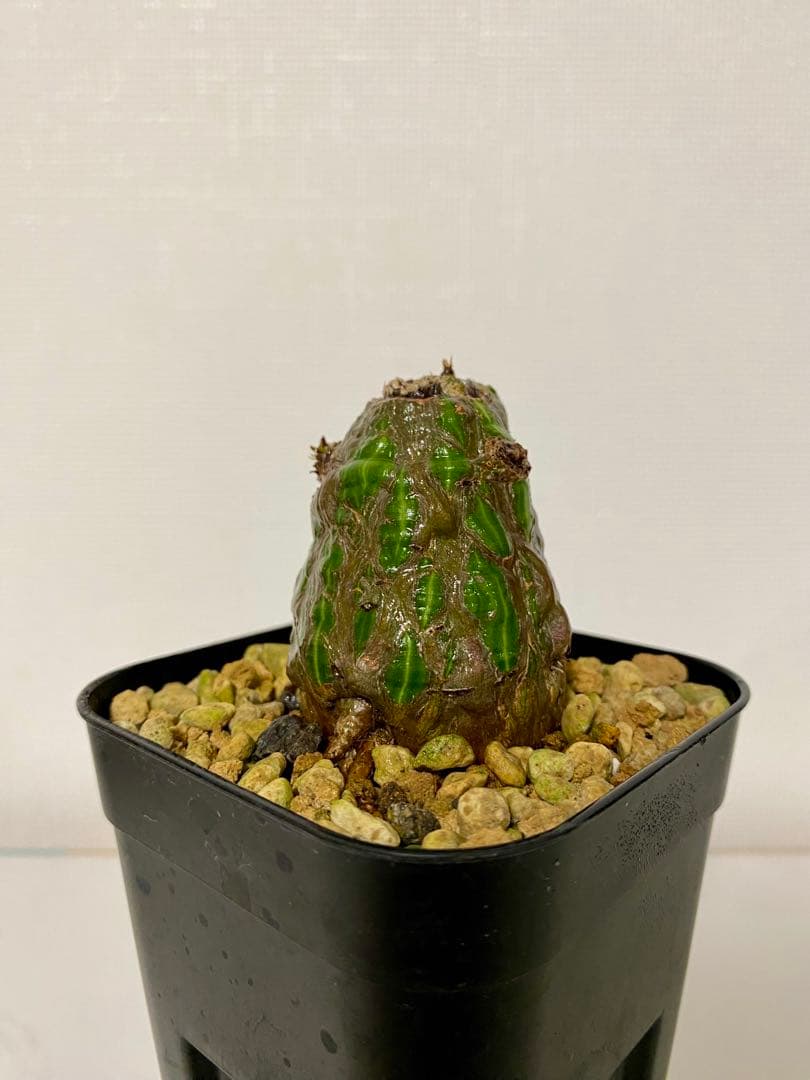 ボンバックス　実生