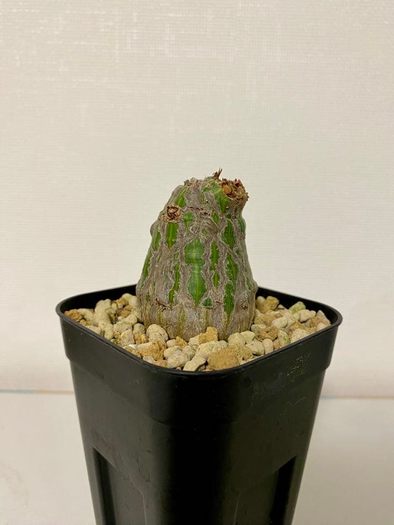 ボンバックス　実生