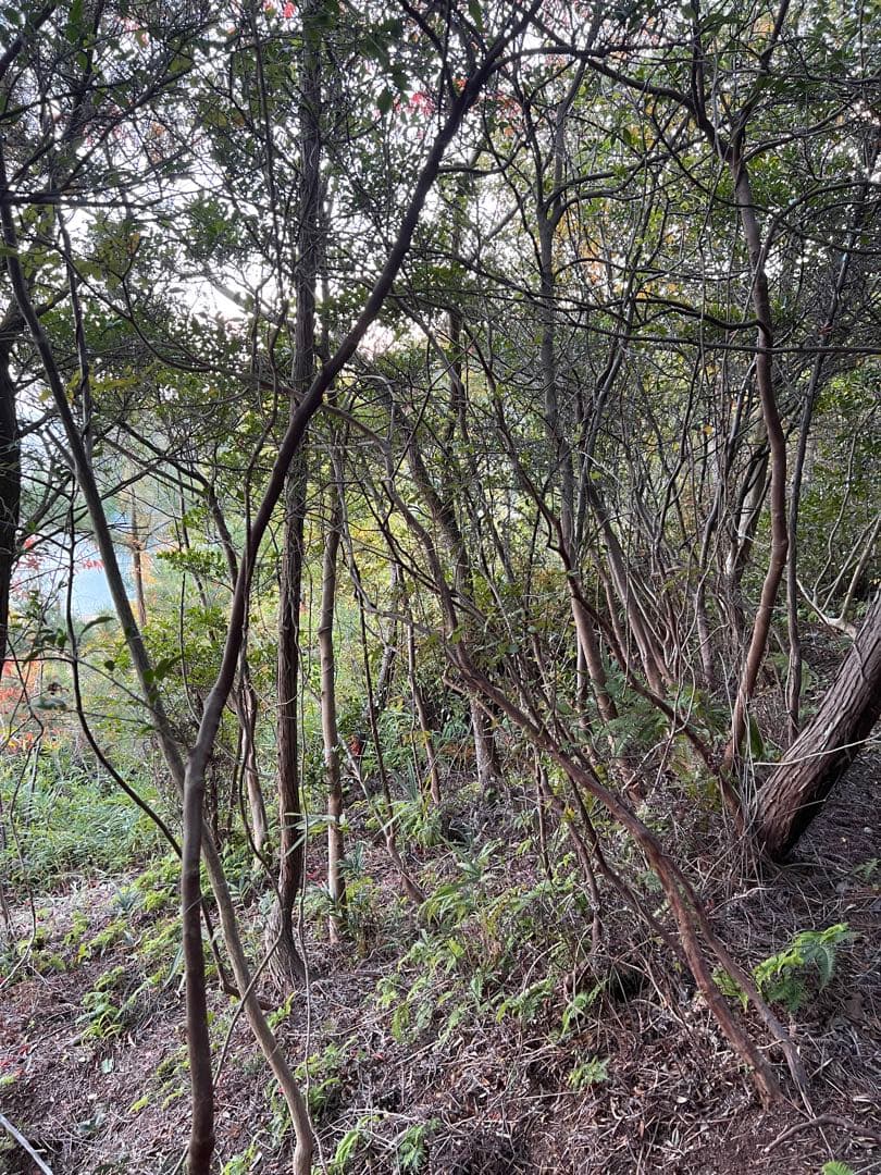 現品　ミツバツツジ　株立　特大苗　2.2mほど　山採り