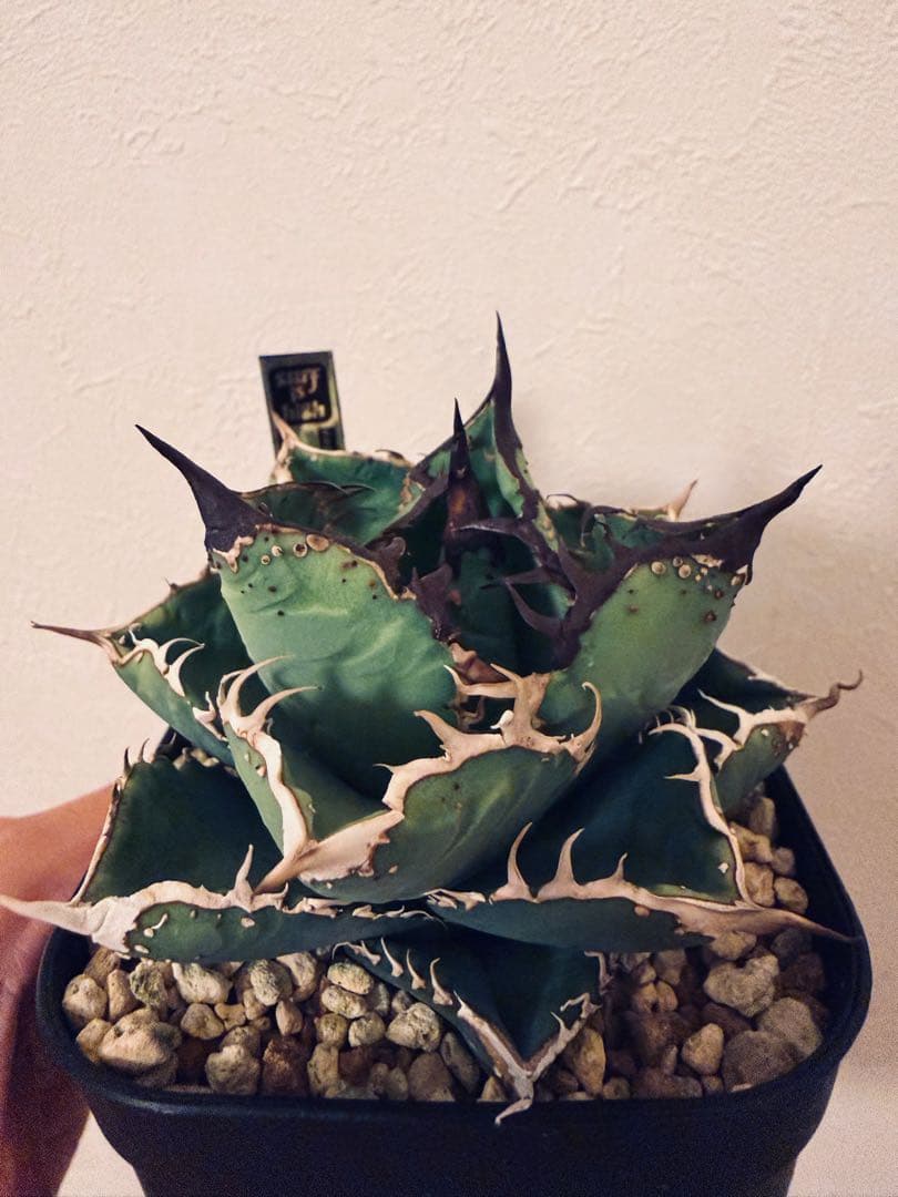 アガベチタノタ　親株出品　ブツブツSSS/真麻花龍、ivoryWA、冰雹