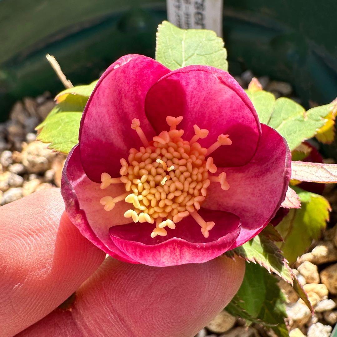 クリスマスローズ　ミスティーク　大木ナーサリー