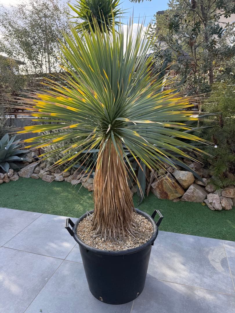 ユッカ ロストラータ 美形 スカートスタイル 引取り限定