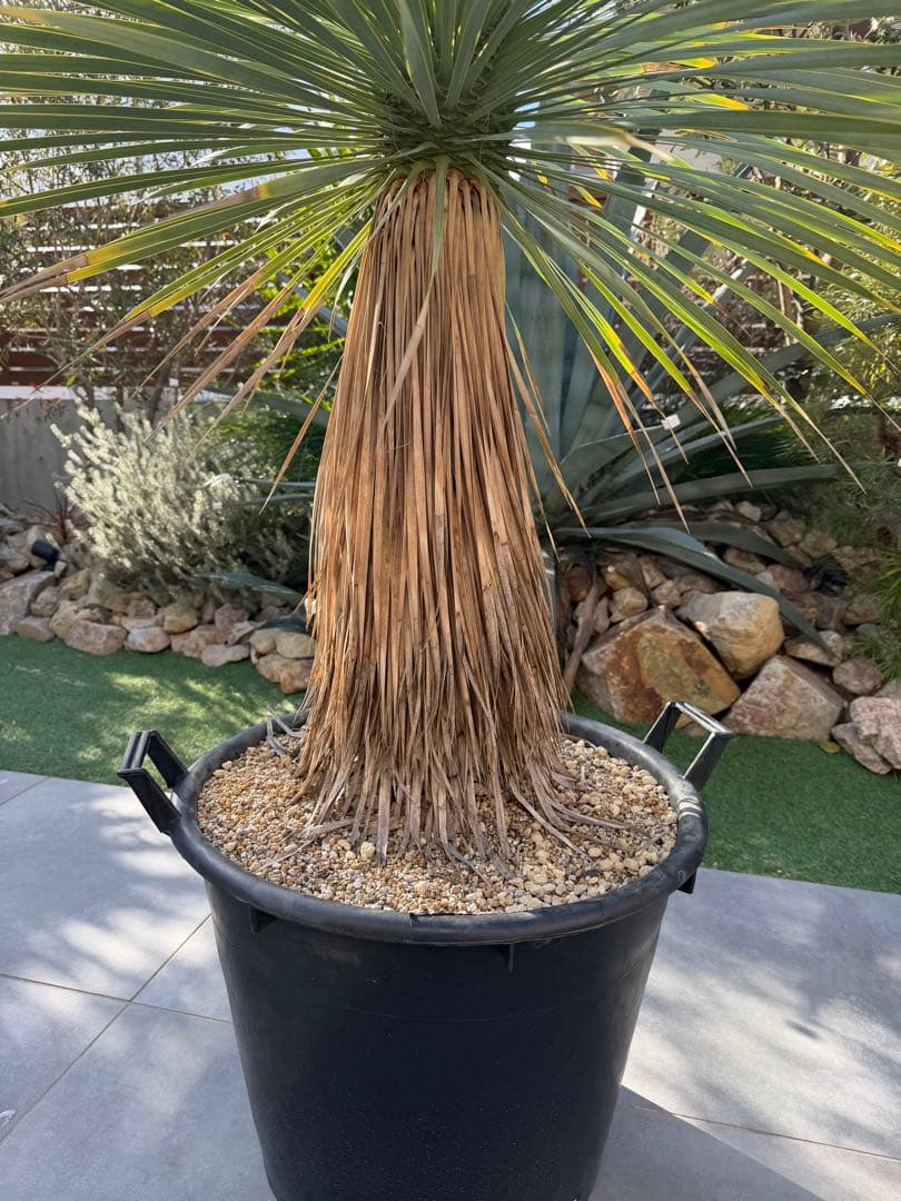 ユッカ ロストラータ 美形 スカートスタイル 引取り限定