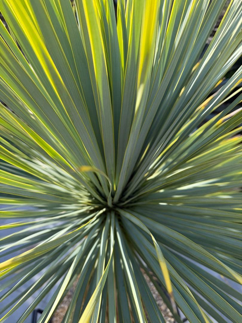 ユッカ ロストラータ 美形 スカートスタイル 引取り限定