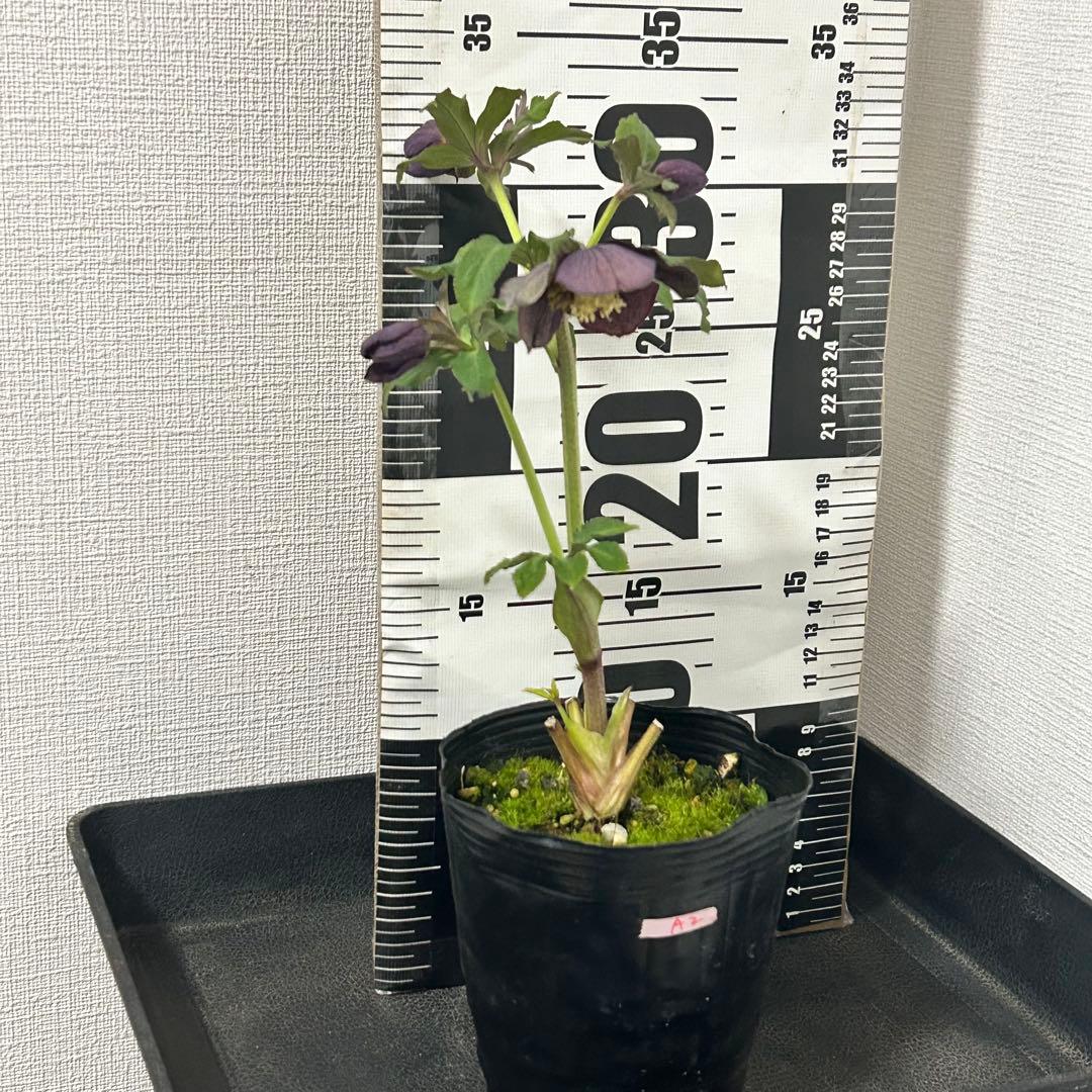 クリスマスローズセミダブルA2 花1つぼみ6