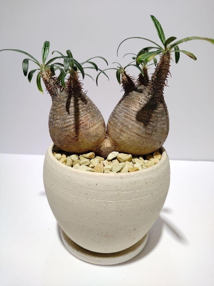 ダブルヘッド 2頭 パキポディウム グラキリス 希少 良形 選抜 コレクション