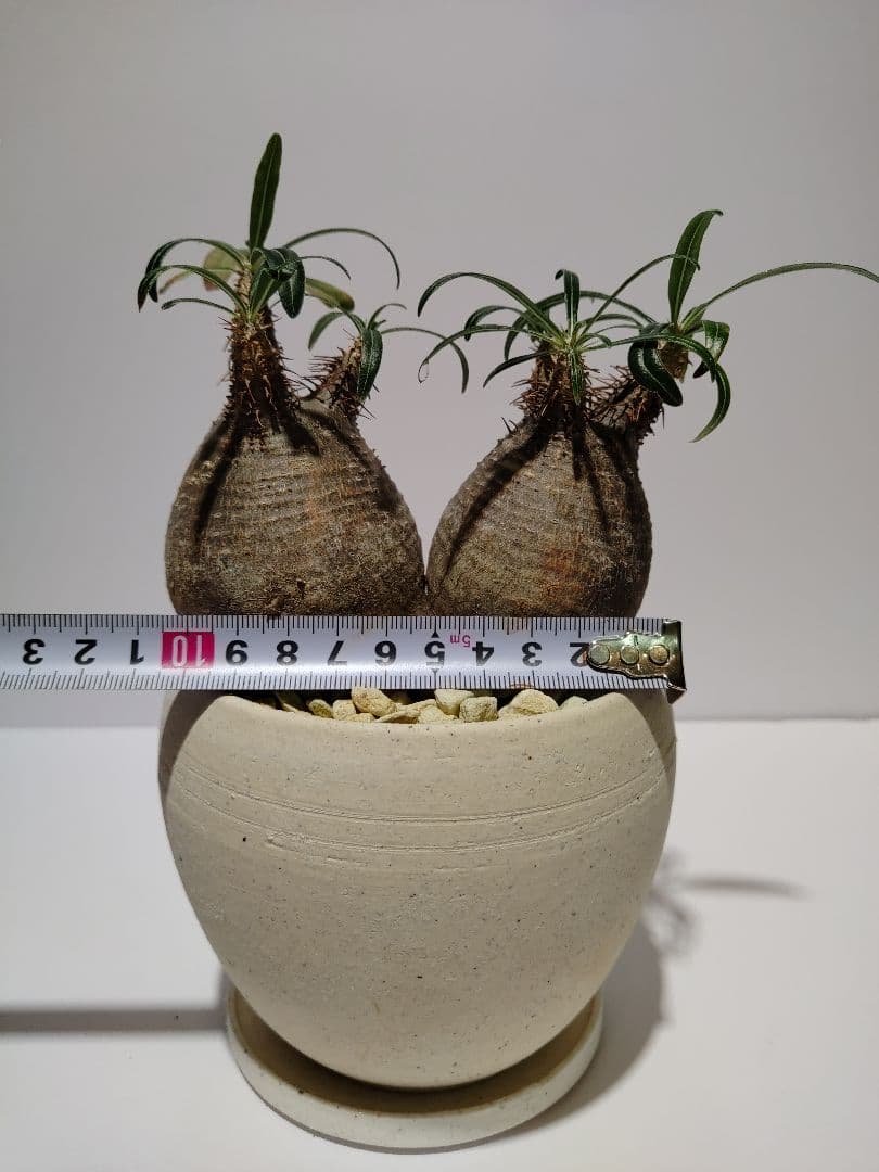 ダブルヘッド 2頭 パキポディウム グラキリス 希少 良形 選抜 コレクション