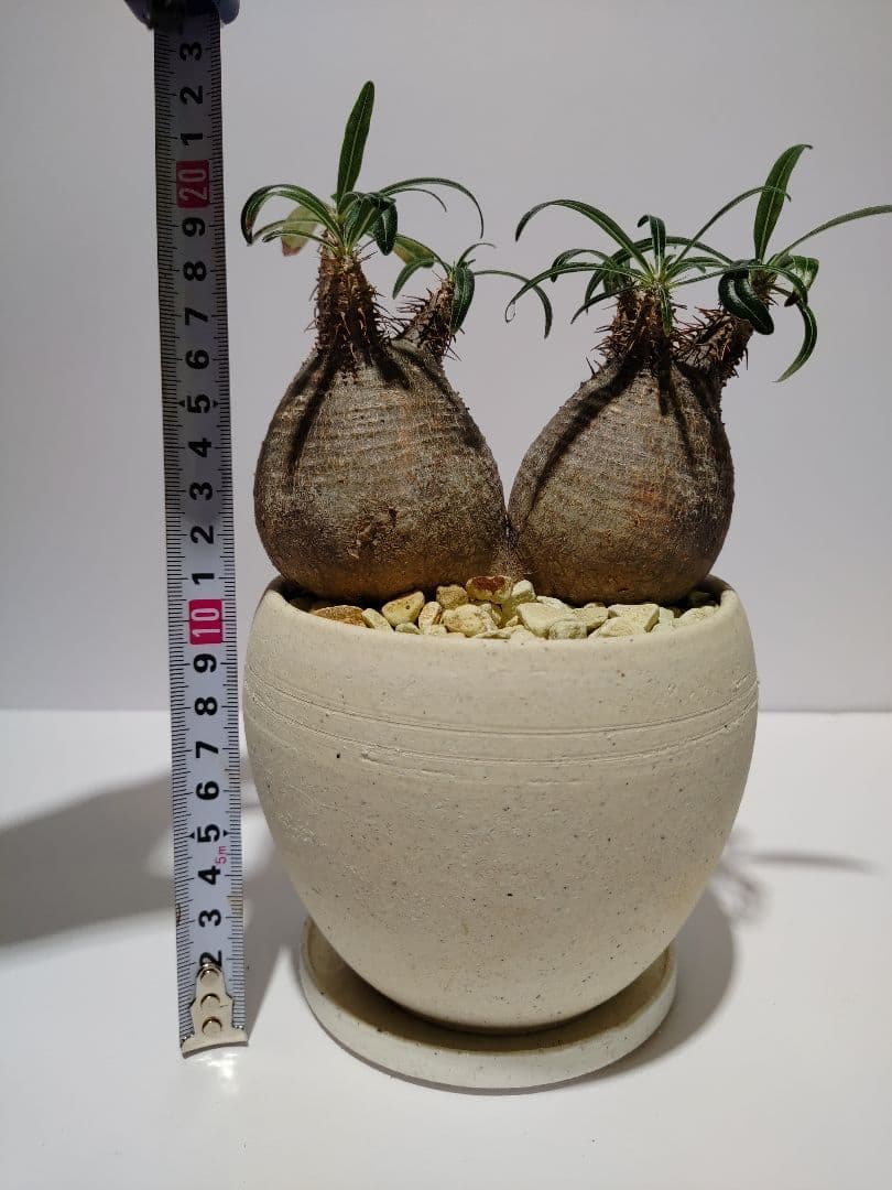 ダブルヘッド 2頭 パキポディウム グラキリス 希少 良形 選抜 コレクション