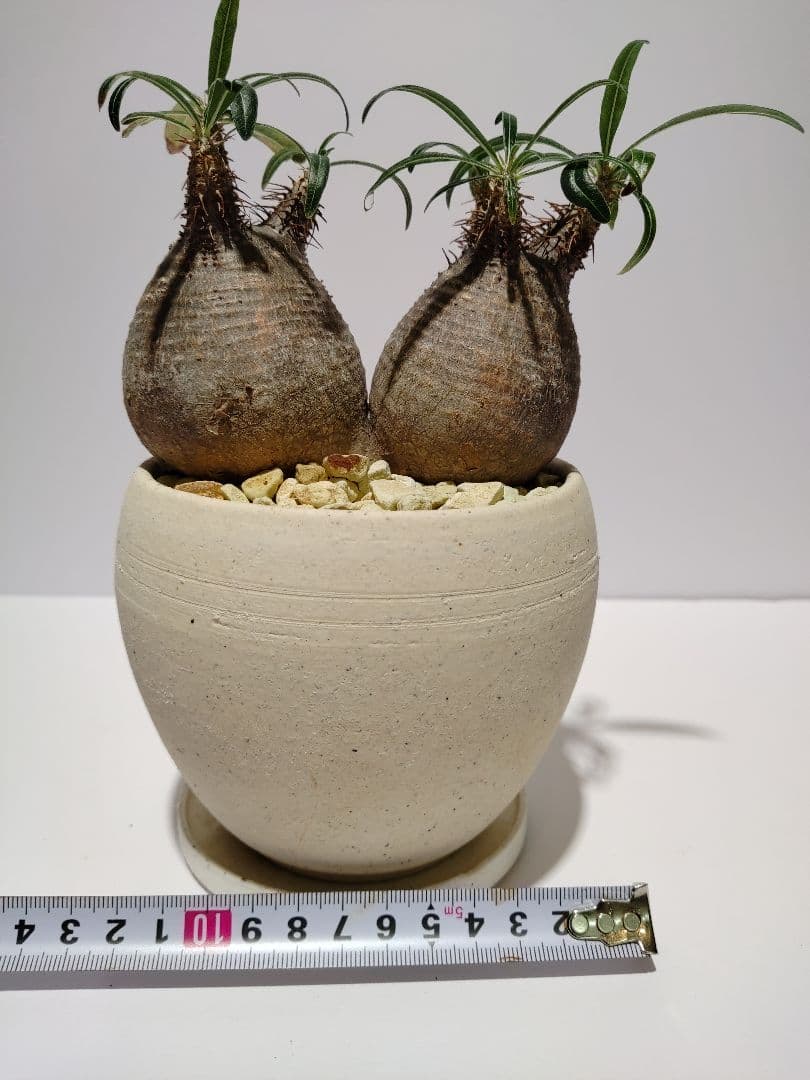 ダブルヘッド 2頭 パキポディウム グラキリス 希少 良形 選抜 コレクション