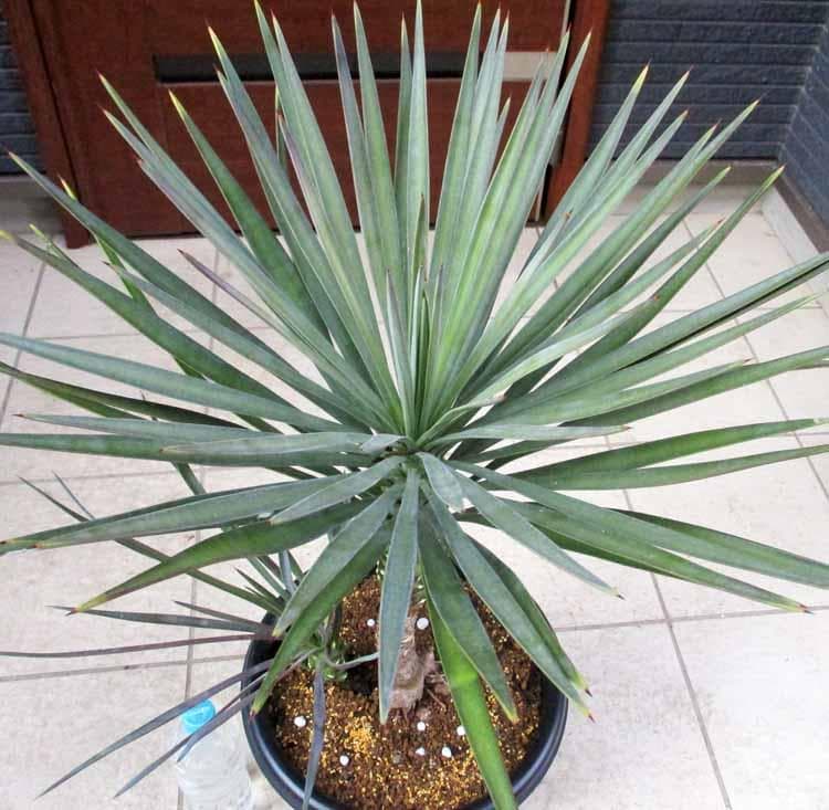 【現品】国内実生株　ユッカ・アロイフォリア　９号　さ７番