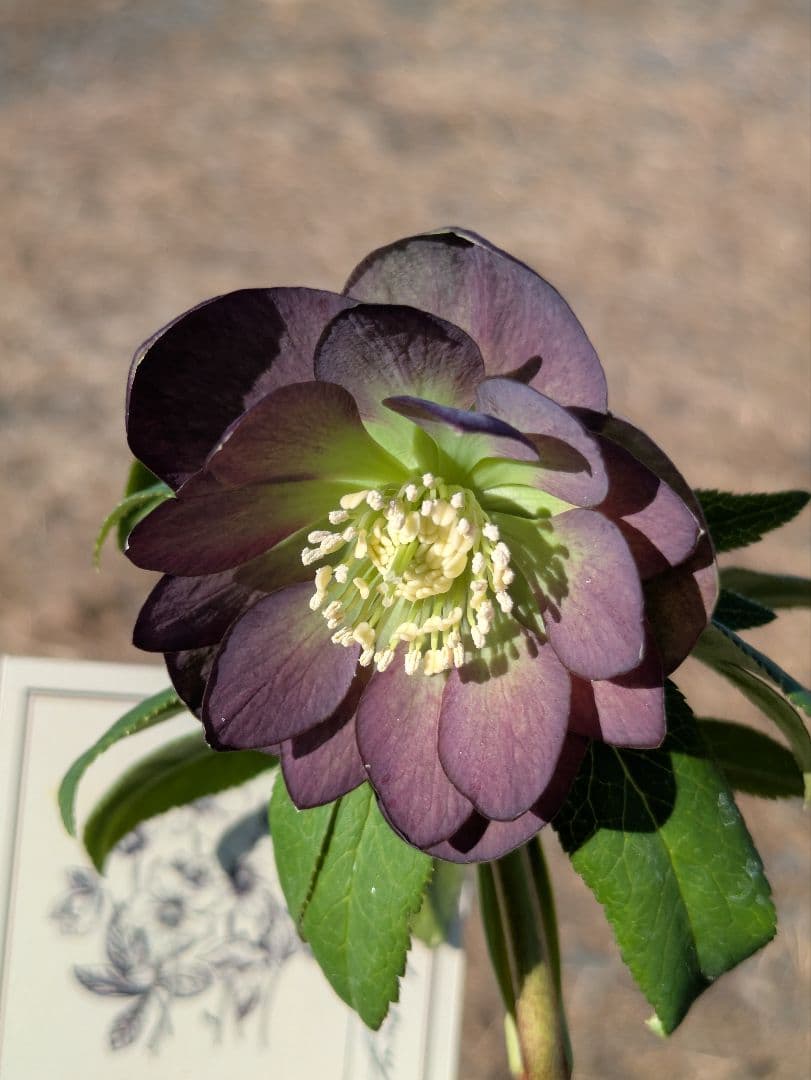 極美・原種交配｜クリスマスローズ リトルビースト ムルチフィダス系 開花株