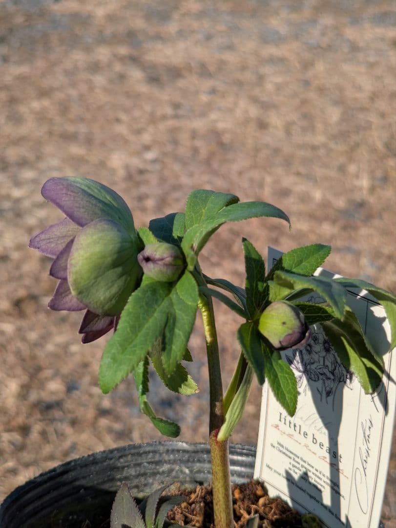 極美・原種交配｜クリスマスローズ リトルビースト ムルチフィダス系 開花株