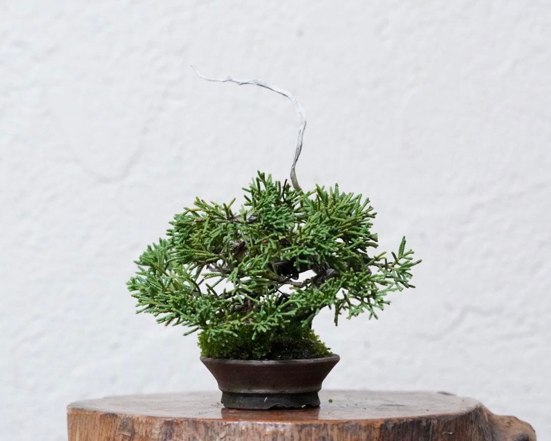 「亦盆栽」糸魚川真柏 小品盆栽