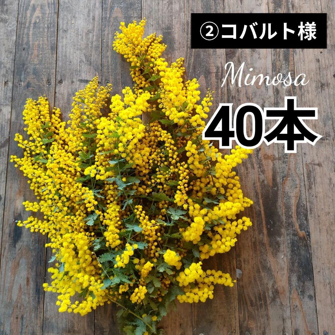 ②コバルトページ