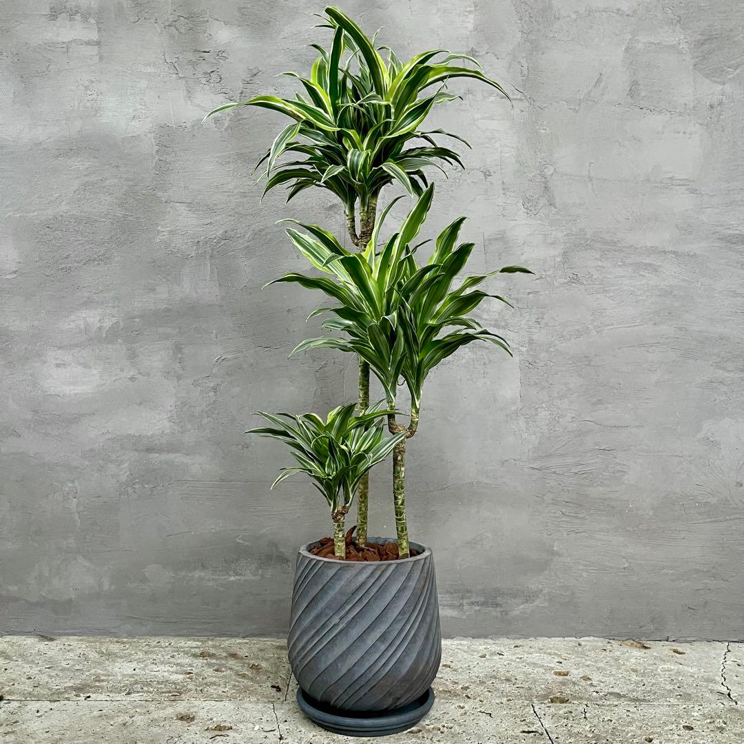 希少　ドラセナ　ワーネッキーレモンサプライズ　陶器鉢　植え込み発送