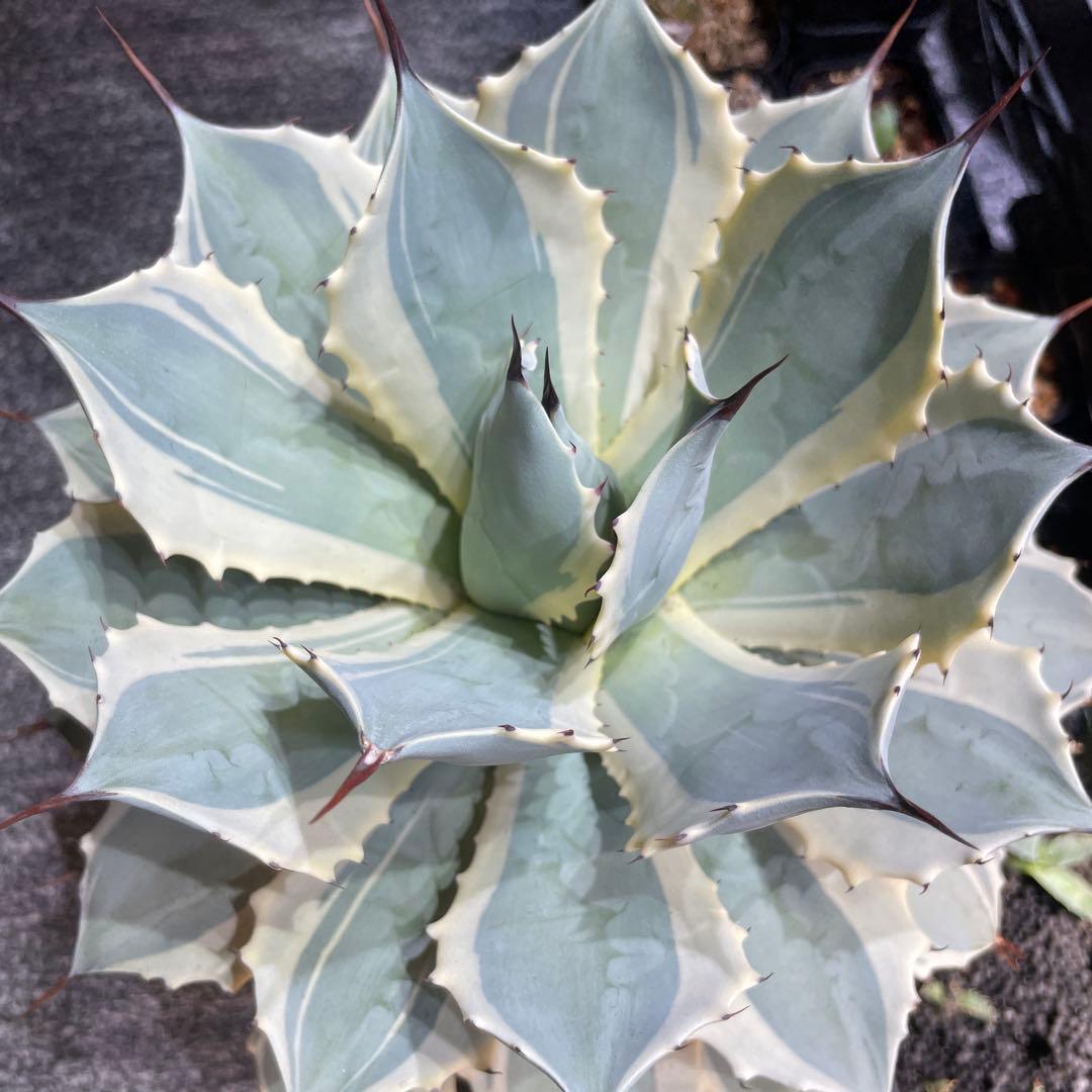 アガベ　ポタトルム　アイスクリーム　ポタトラム　親株
