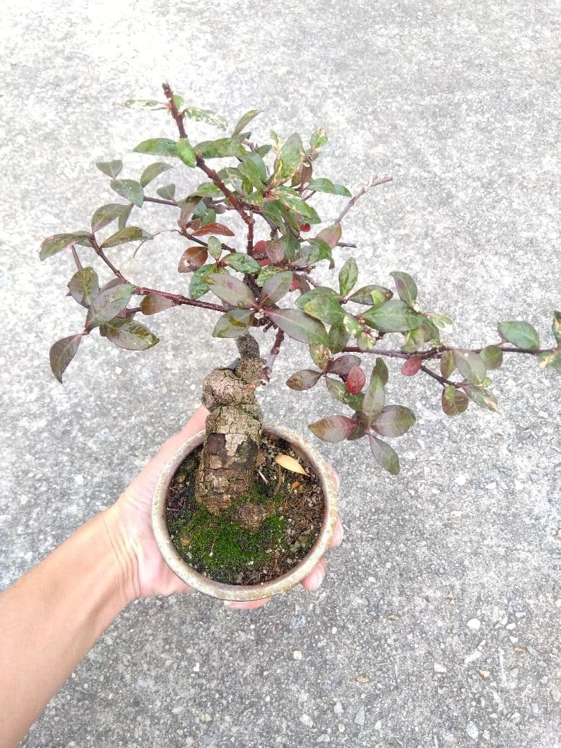 テイカカズラ　斑入り　盆栽　3.5号陶器鉢つき　古木❗曲がり❗極太❗