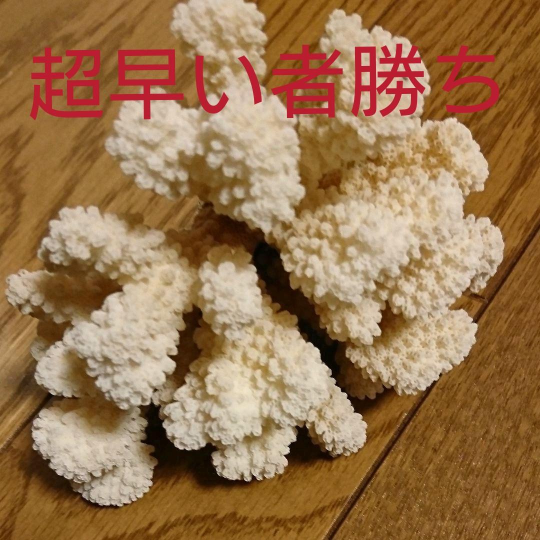 貴章なサンゴ！今は、採ってはいけない！超早い者勝ち！！！本物！白サンゴの置物！