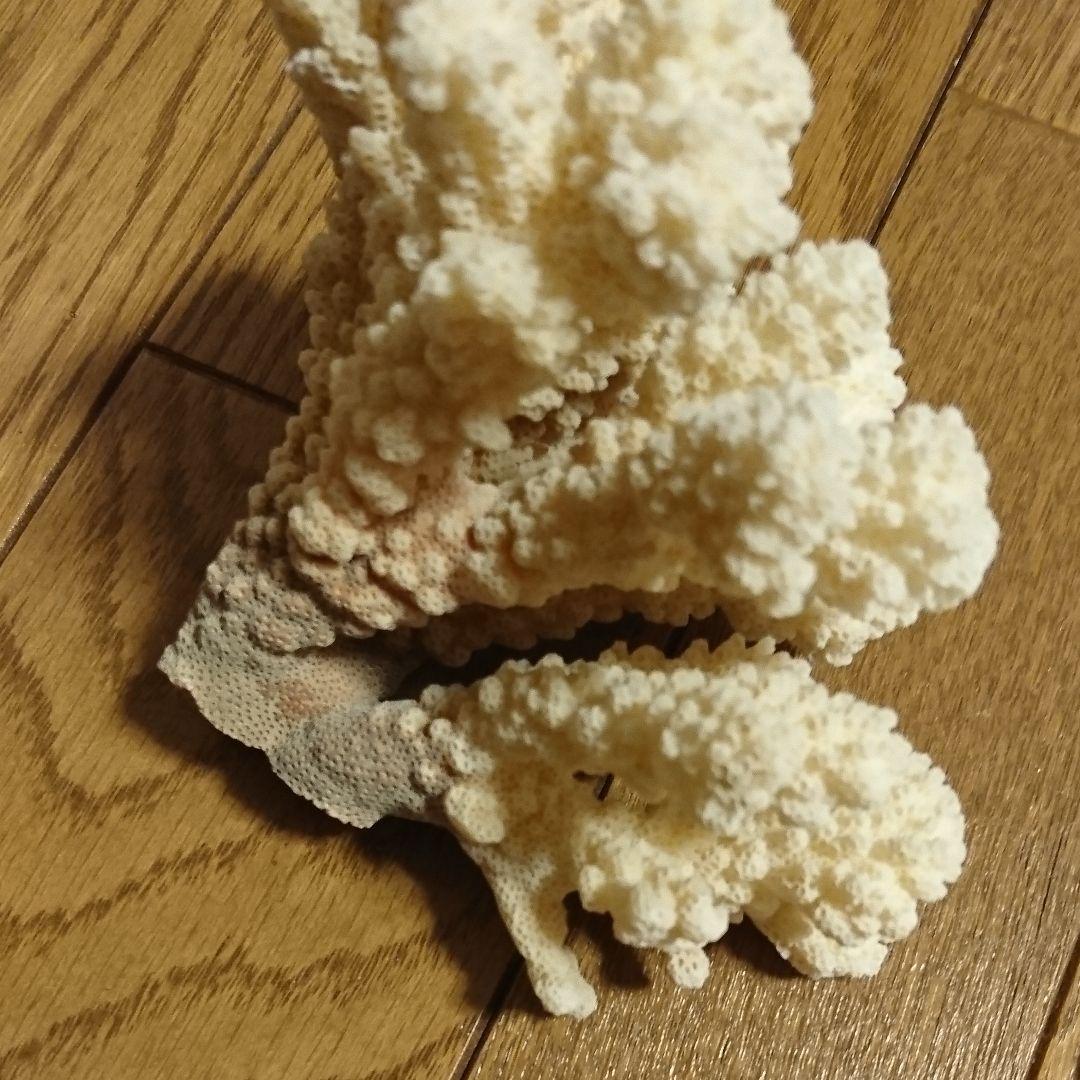 貴章なサンゴ！今は、採ってはいけない！超早い者勝ち！！！本物！白サンゴの置物！