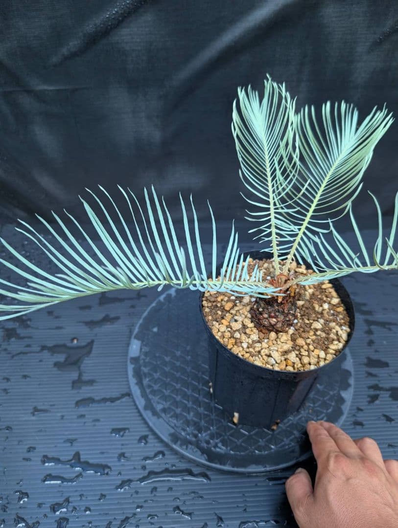 ベストセレクション 6サイカス カイルンシアナ スーパーブルー