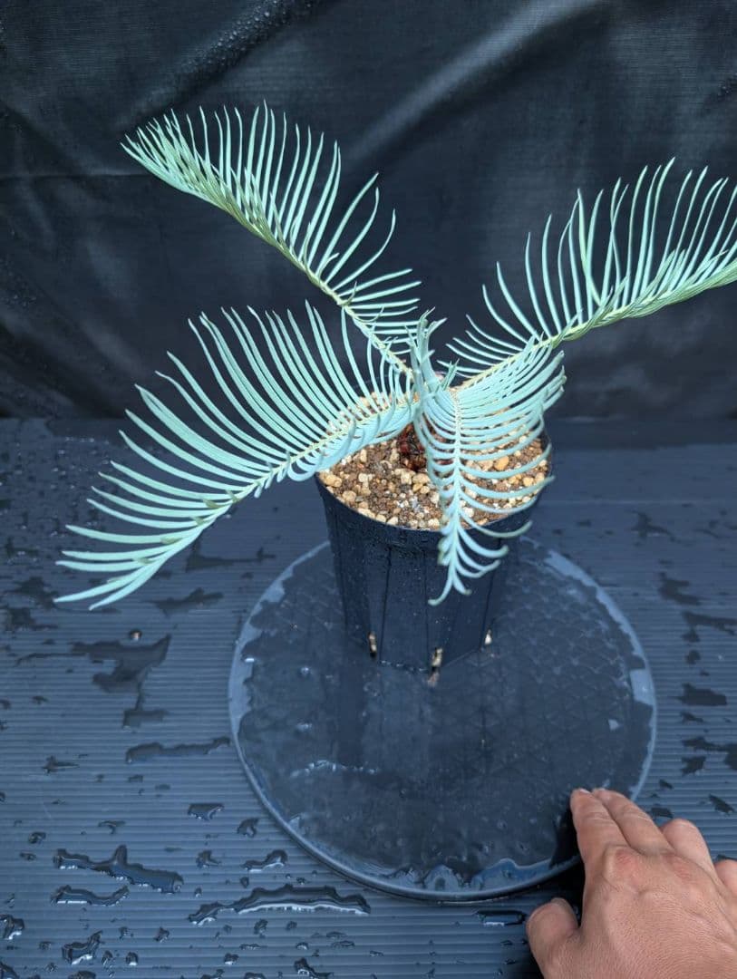 ベストセレクション 6サイカス カイルンシアナ スーパーブルー