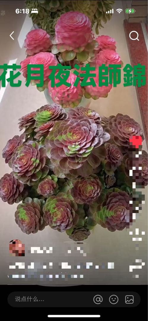 アエオニウム　ベストコンディション