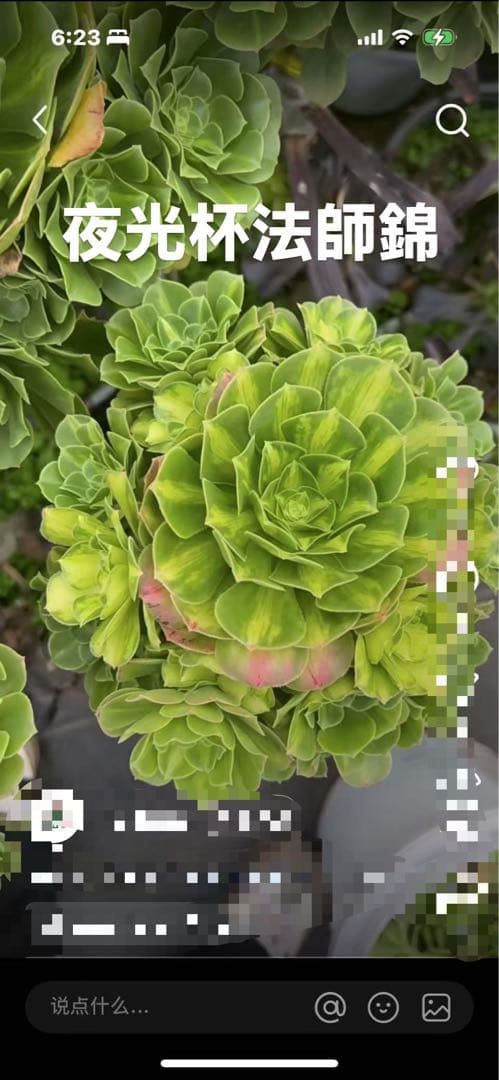 アエオニウム　ベストコンディション