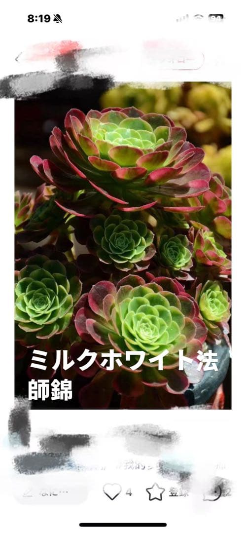 アエオニウム　ベストコンディション