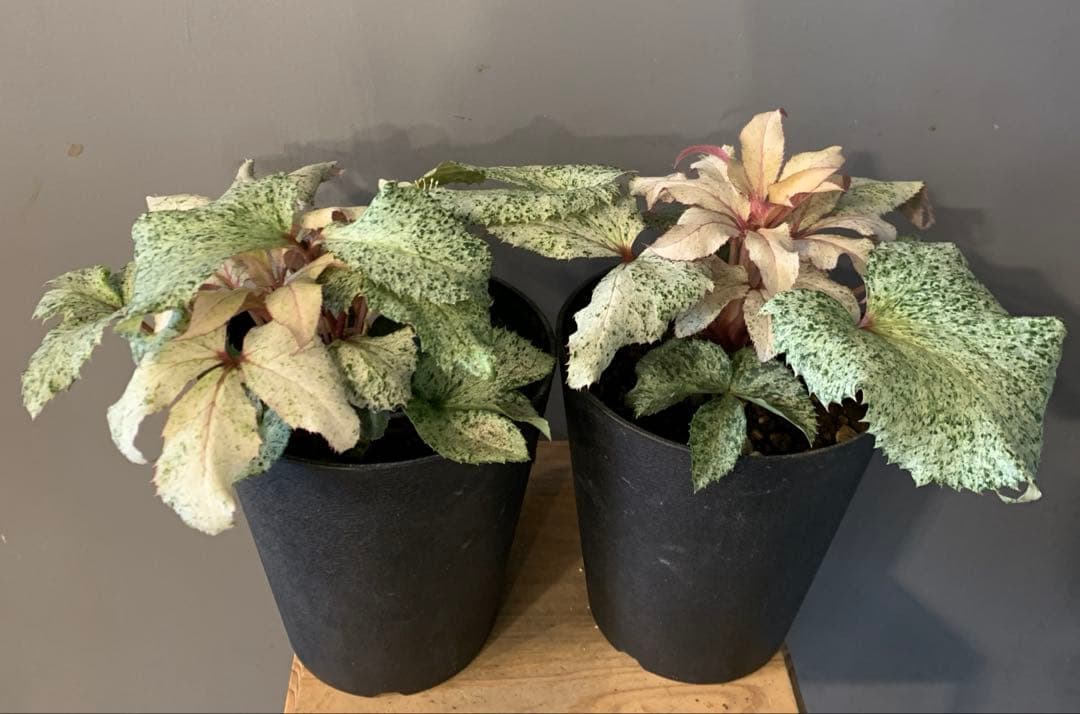 クリスマスローズ スノーフィーバー 2個セット