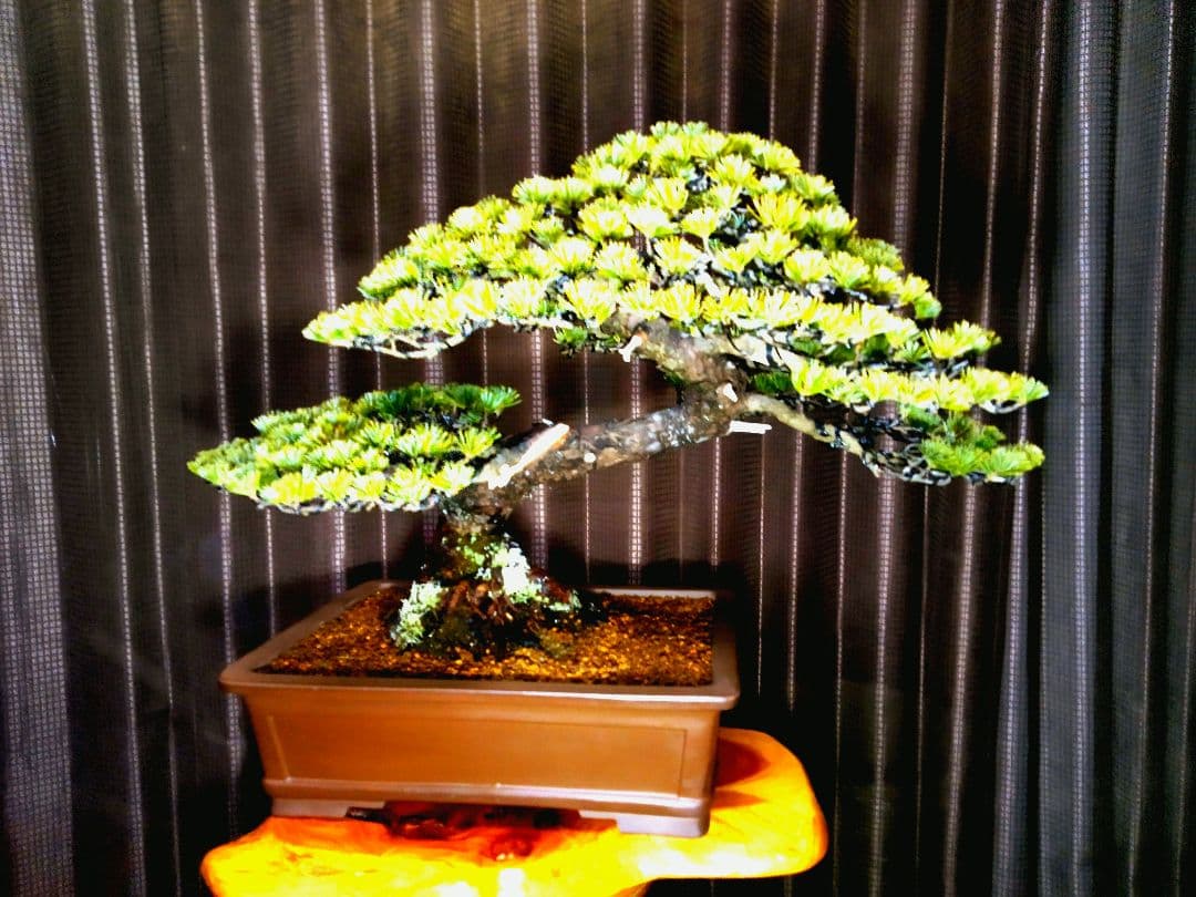 【中品 五葉松盆栽】真柏…　　　葉性、短葉(1.5㎝) 樹幅70㎝