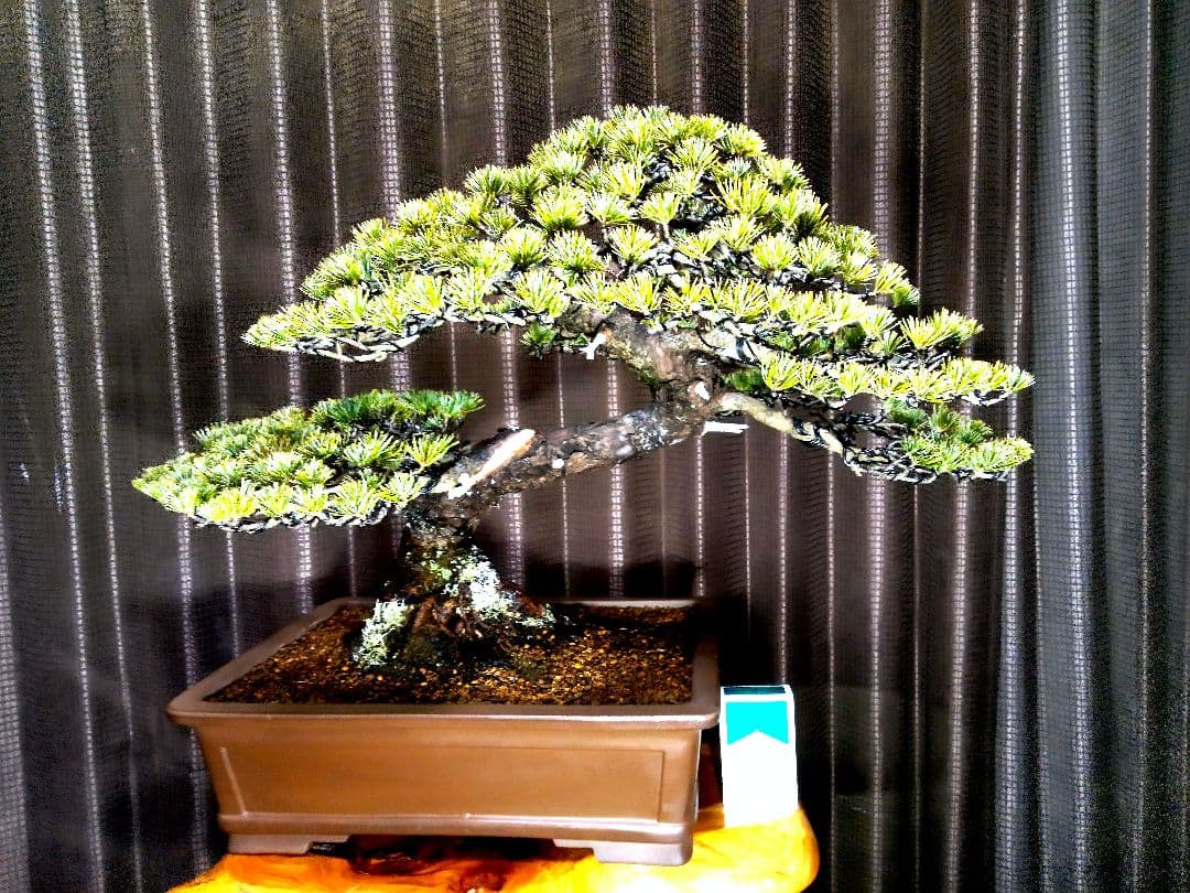 【中品 五葉松盆栽】真柏…　　　葉性、短葉(1.5㎝) 樹幅70㎝