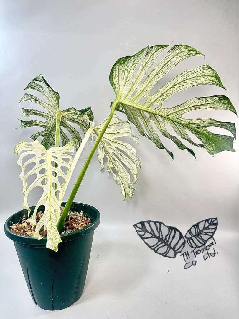 モンステラ デビルモンスター　MONSTERA DEVIL MONSTER