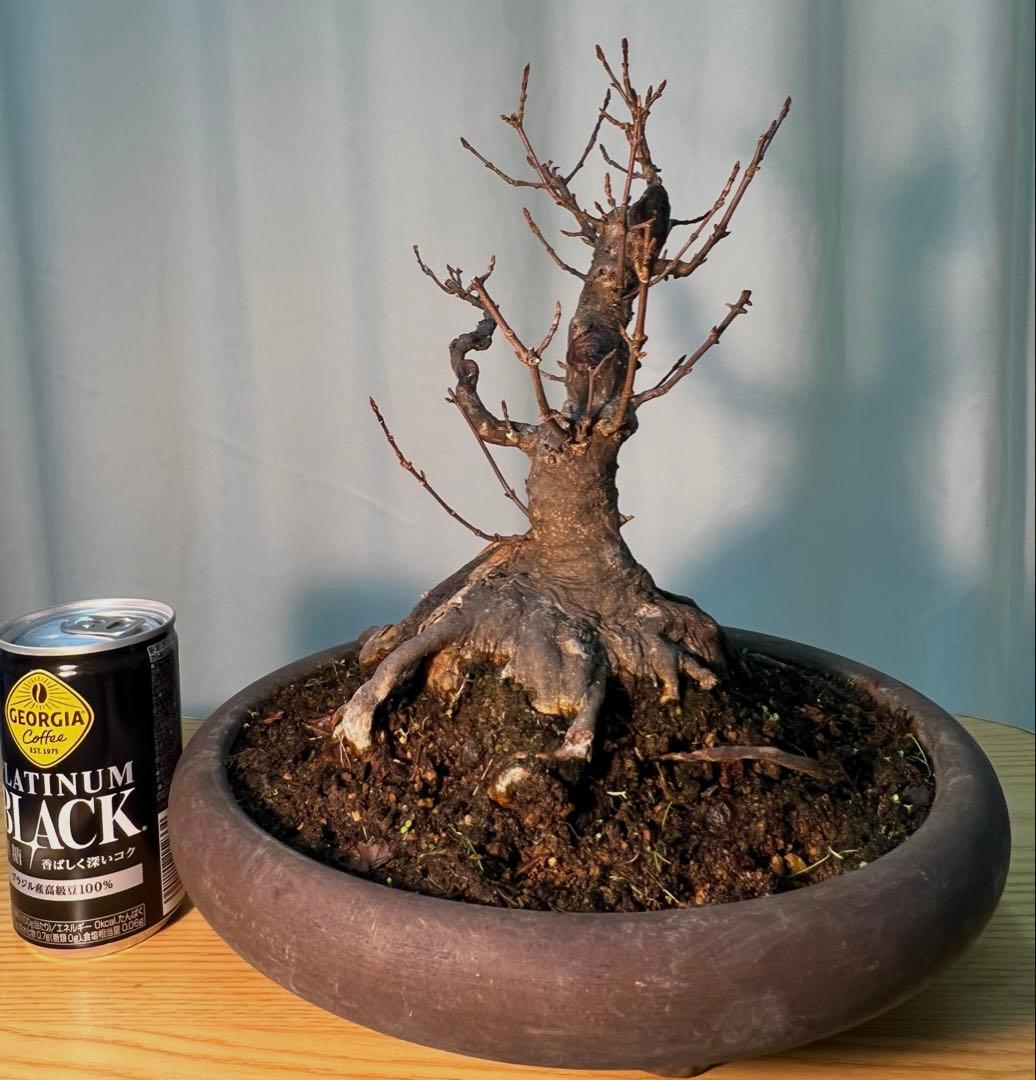 カエデ　将来有望根張り凄いです。