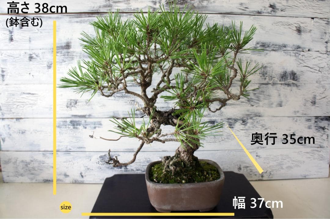 盆栽 『赤松』 インテリア 観葉植物 園芸 ガーデニング 送料無料 b161