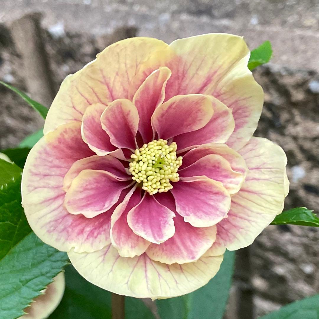 クリスマスローズ ピンクイエローグラデーション